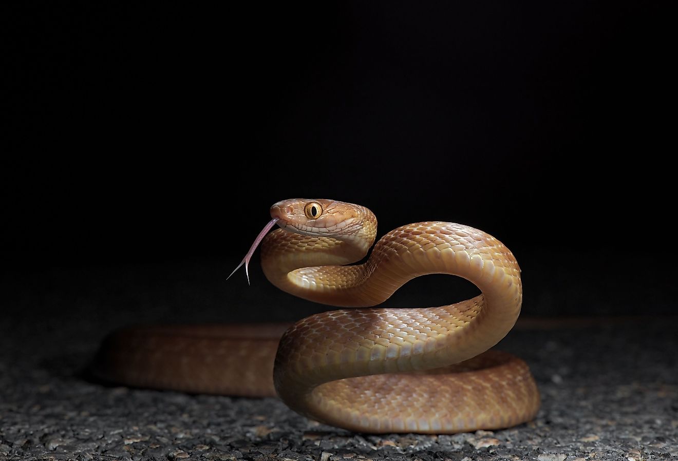 Brown tree snake (Boiga irregularis) on the road