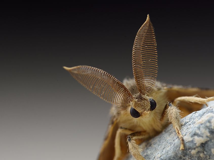 Gypsy moth (Lymantria dispar)