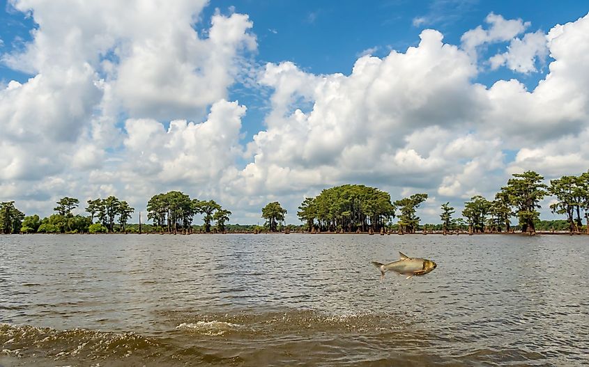 Asian carp jumping out of the water in the Atchafalaya National Wildlife Refuge in Louisiana.