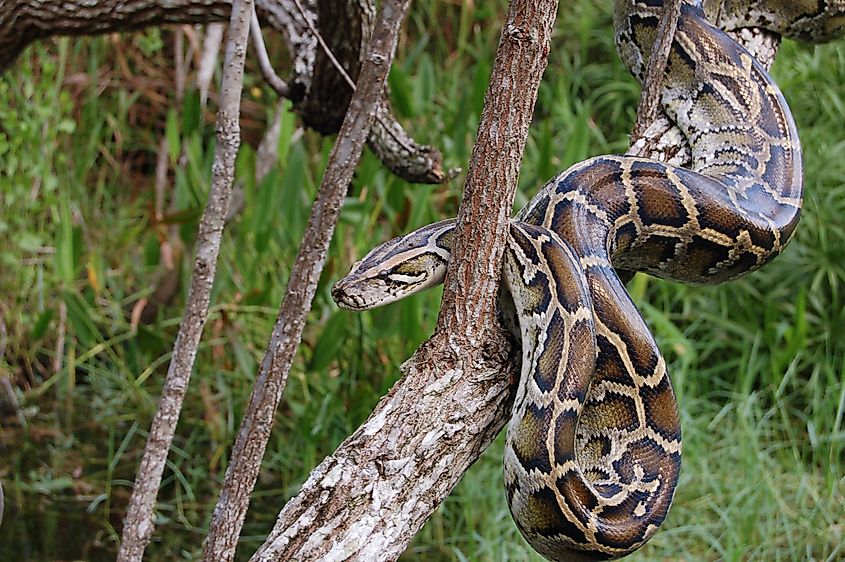 Burmese python in the Florida Everglades