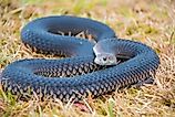 A tiger snake curled up in dry grass.