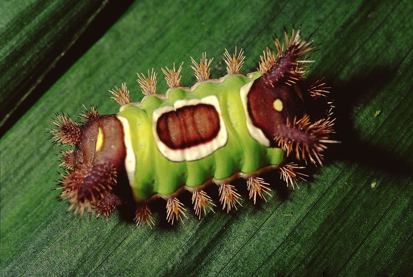 Saddleback Caterpillar