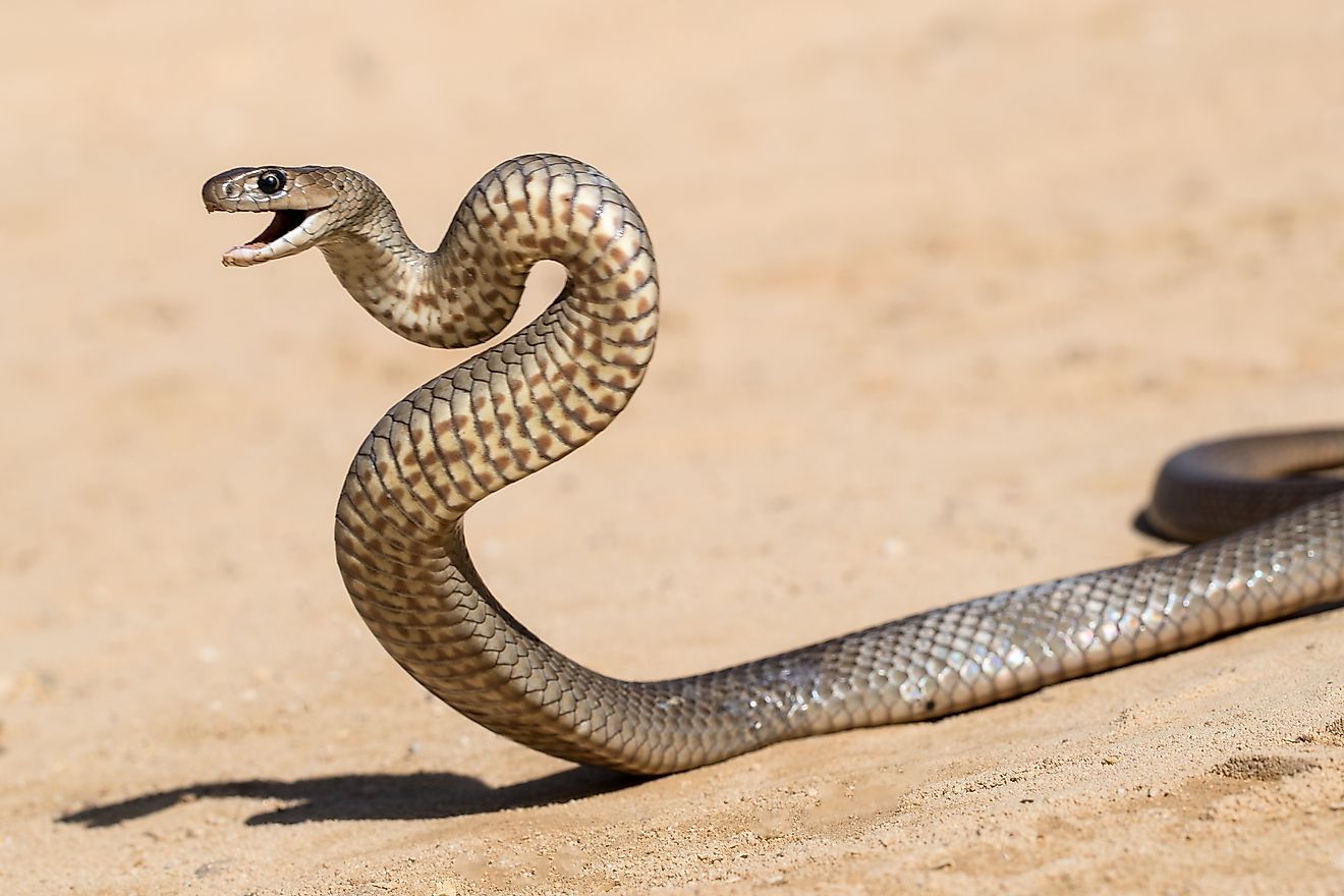 An Eastern Brown Snake (Pseudonaja textilis) in a striking position.