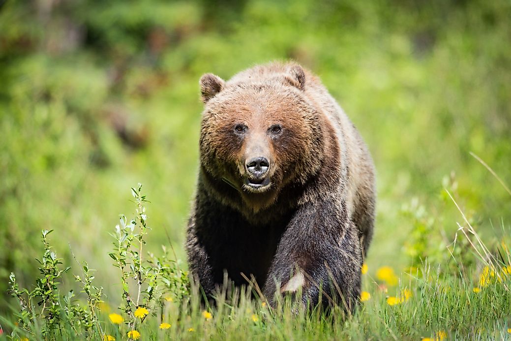 10 Most Dangerous Animals In Canada WorldAtlas