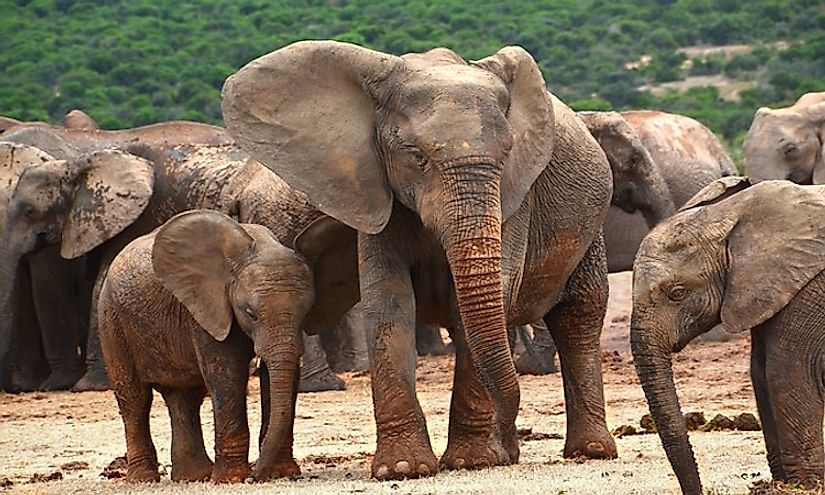 How Many Types Of Elephants Are There? - WorldAtlas.com