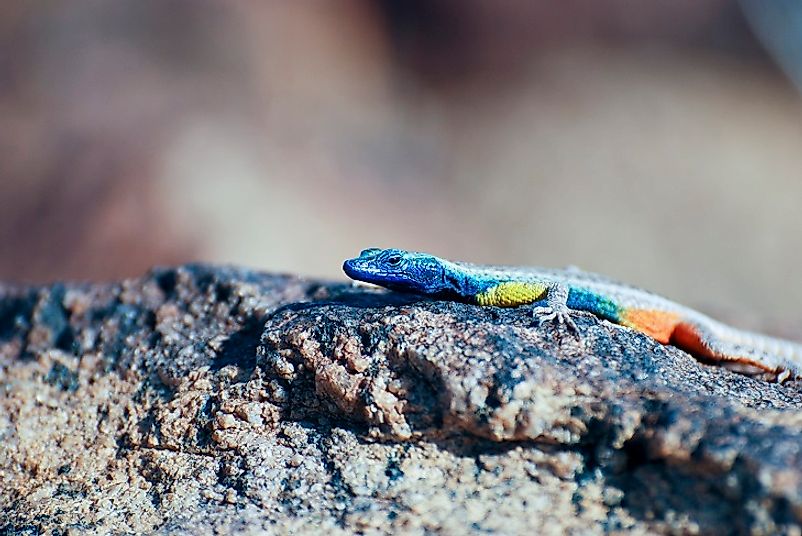 Native Reptiles Of South Africa - WorldAtlas.com