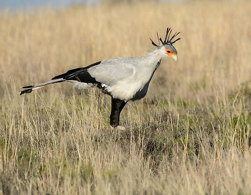 The Native Birds Of Zambia - WorldAtlas.com