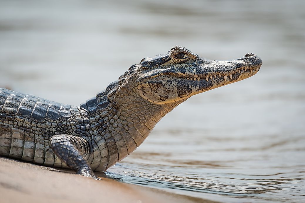 Native Reptiles Of Bolivia - WorldAtlas.com