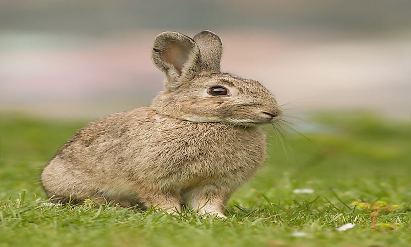 What Animals Are Invasive Species In Australia