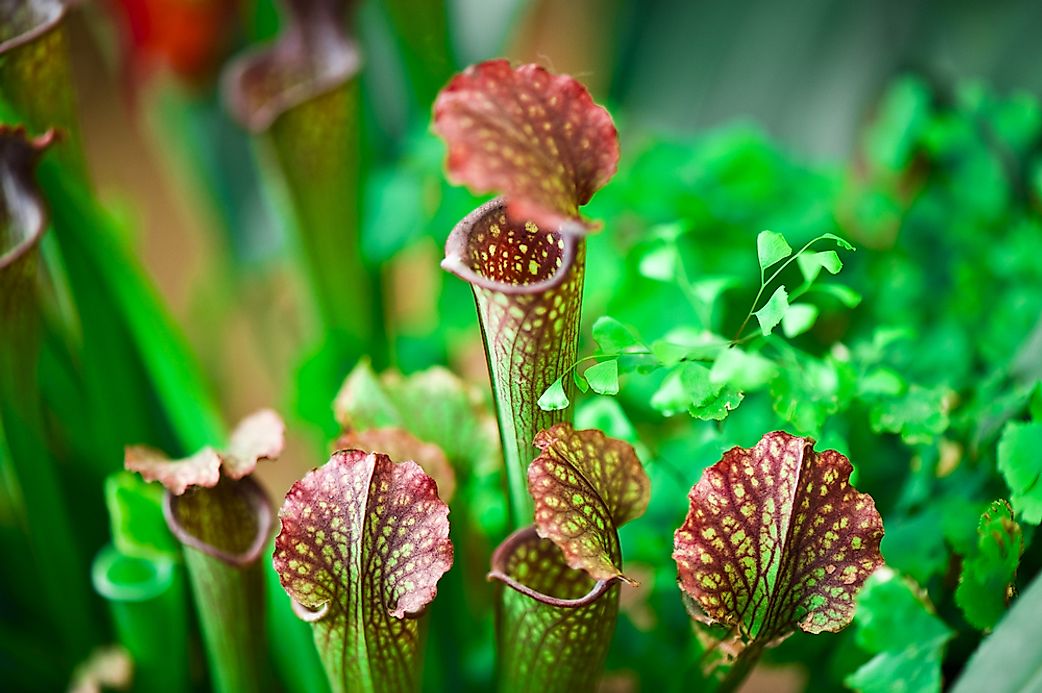  What Is A Carnivorous Plant WorldAtlas