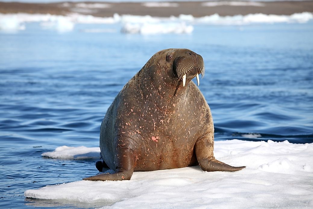 Walrus Facts - Animals of the Ocean - WorldAtlas.com