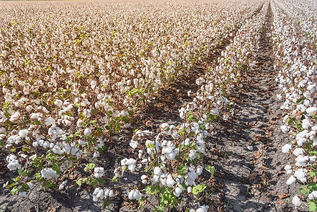 The Leading Cotton Producing Us States Worldatlas