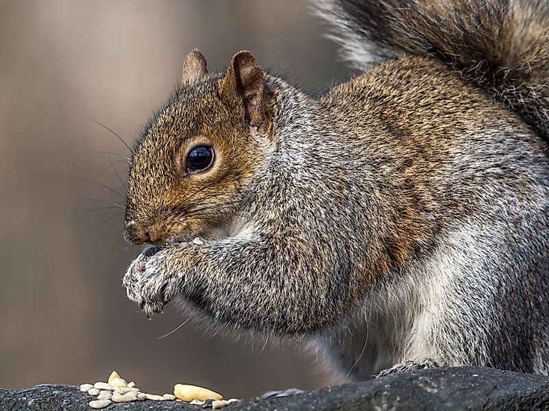 Eastern Gray Squirrel Facts: Animals of North America - WorldAtlas.com