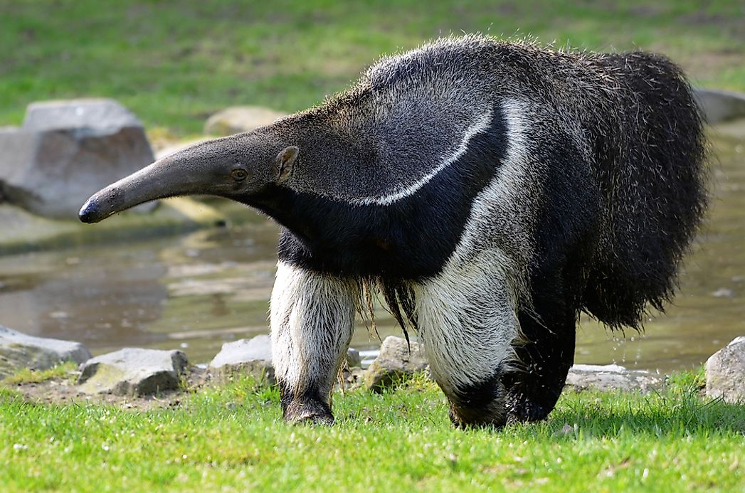 the-four-types-of-anteaters-worldatlas