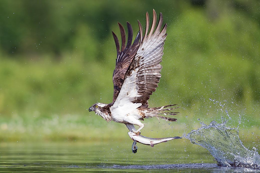 osprey bird information