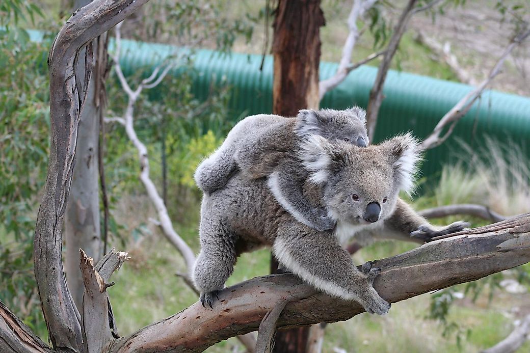 Koala Facts: Animals of Oceania - WorldAtlas.com