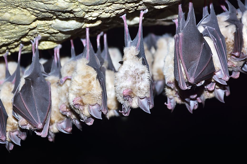 Everything You Need To Know About Bats