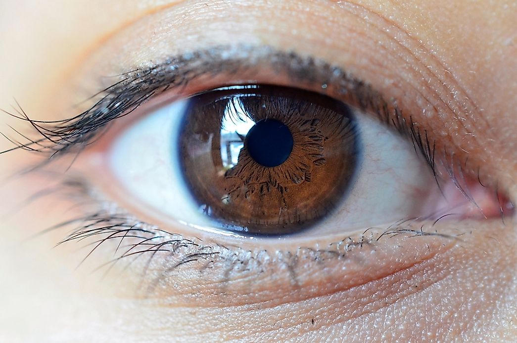 Which Eye Color Is The World s Most Common WorldAtlas