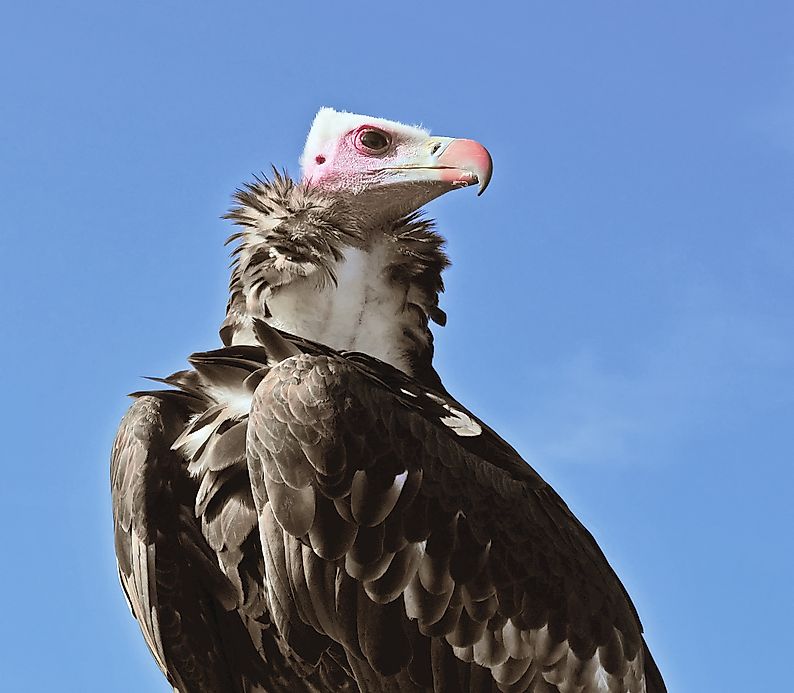 Seven African Vulture Species On The Brink Of Extinction
