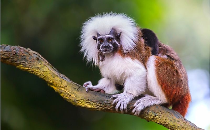 The 15 Species Of Critically Endangered New World Monkeys WorldAtlas