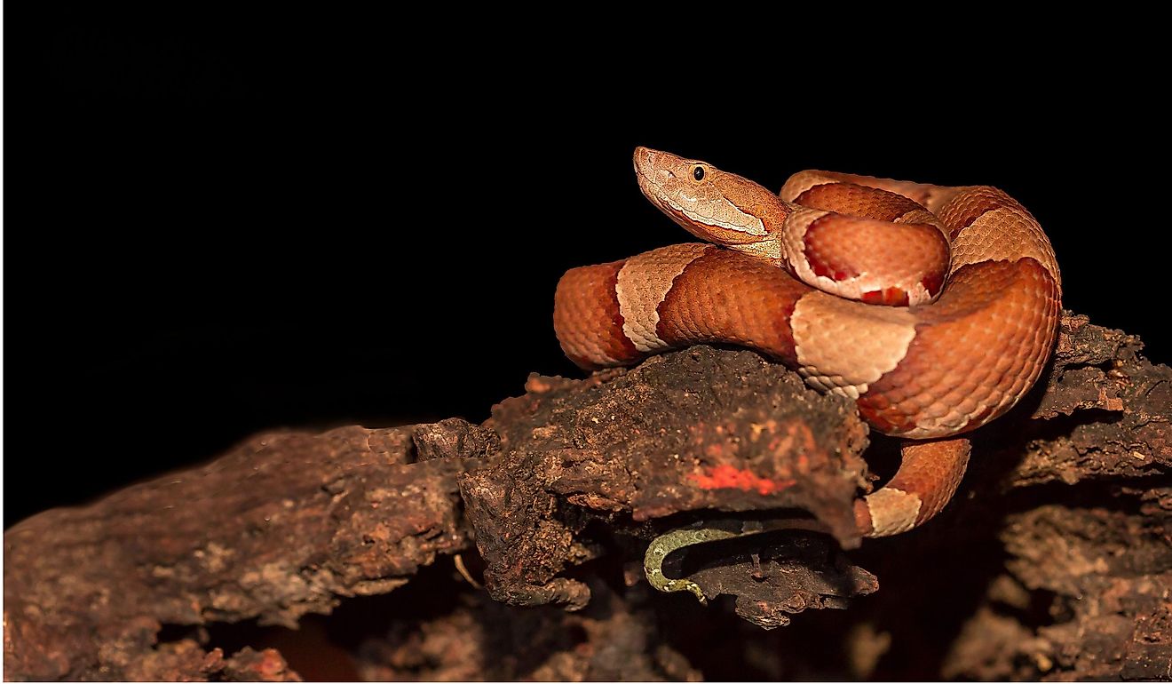 Which State Has More Venomous Snakes Texas Or Arkansas Worldatlas