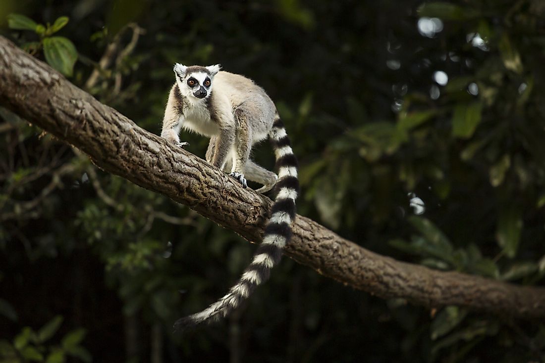 Lemurs are found in highly forested areas. 