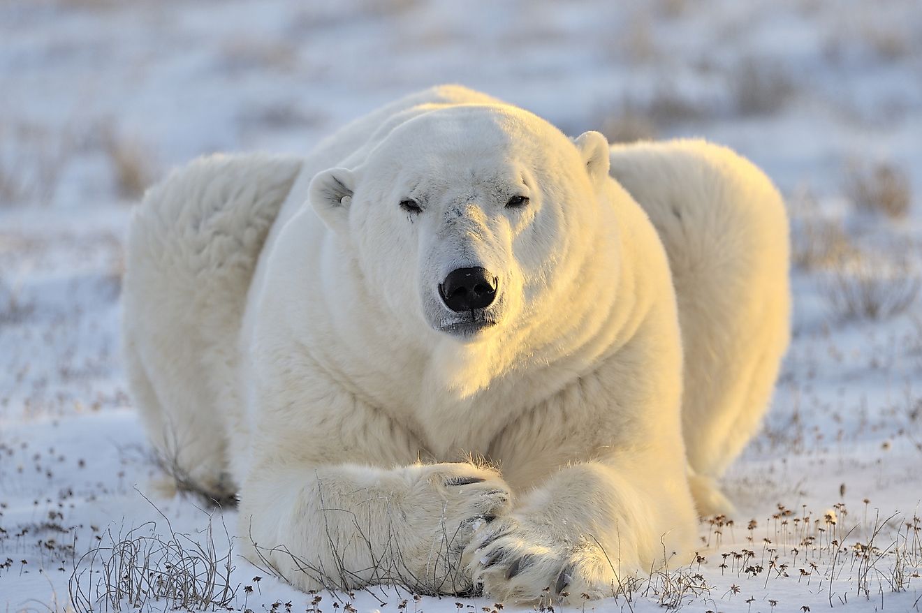 Polar bears are highly threatened by climate change. According to science, we would lose them by 2100.