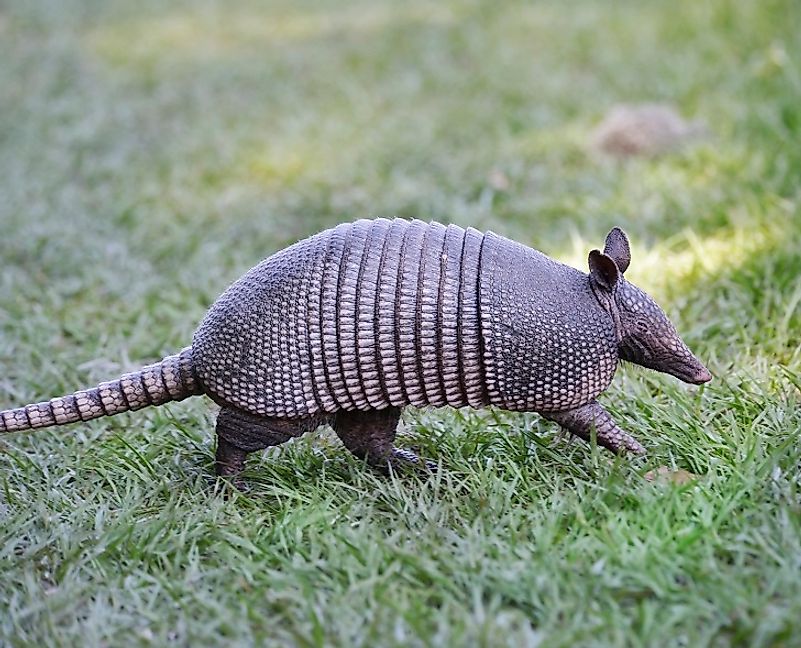 An Armadillo, literally one of the "little armored ones".
