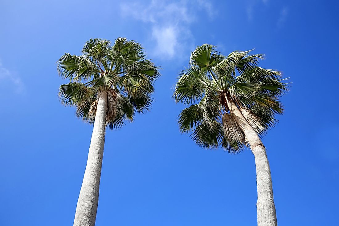 The cabbage palm is Florida's official state tree.