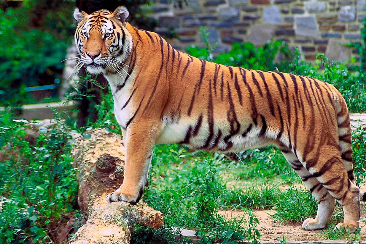 Both India and Bangladesh Share The Majestic Bengal Tiger As The National Animal