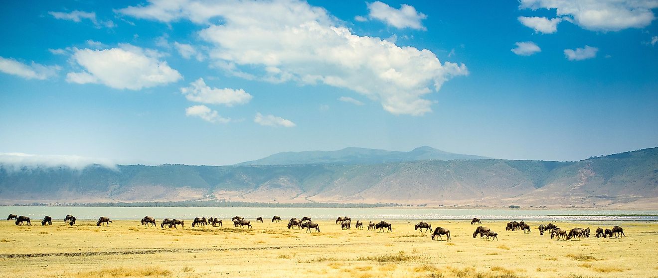The Ngorongoro Crater, one of Africa's seven wonders, is the biggest inactive and intact unfilled volcanic caldera in the world.