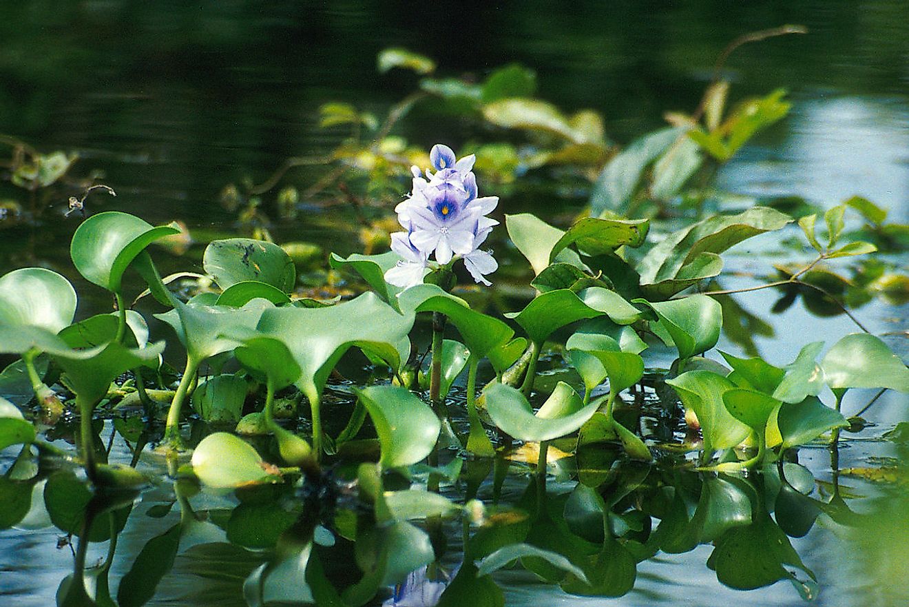 A water hyacinth plant with offsets. Image credit: Ted Center/Public domain