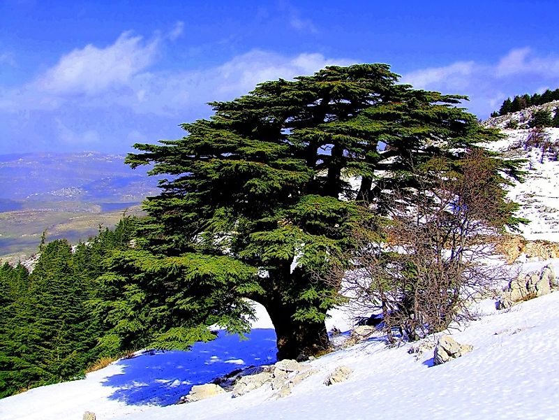 Cedars of Lebanon in the Al Shouf Nature Reserve.