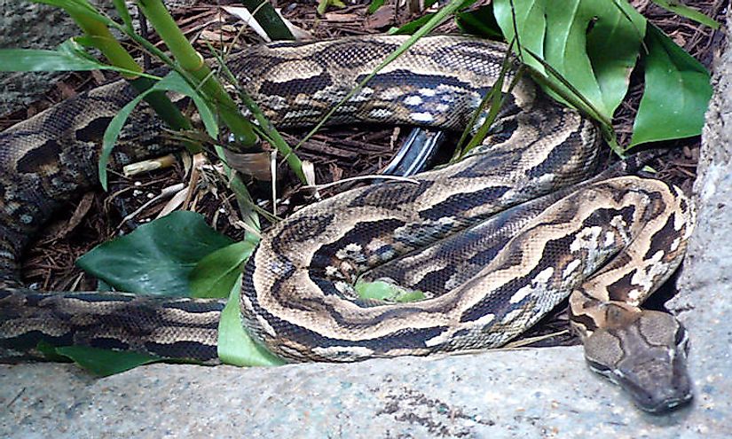Malagasy Ground Boa is a species of snake endemic to the Island of Madagascar.