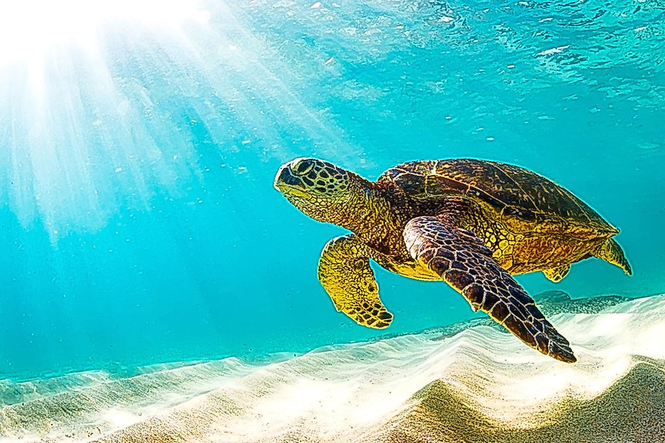 A sea turtle casually swims along a sandy sea floor as the sun penetrates the shallow surface above. 