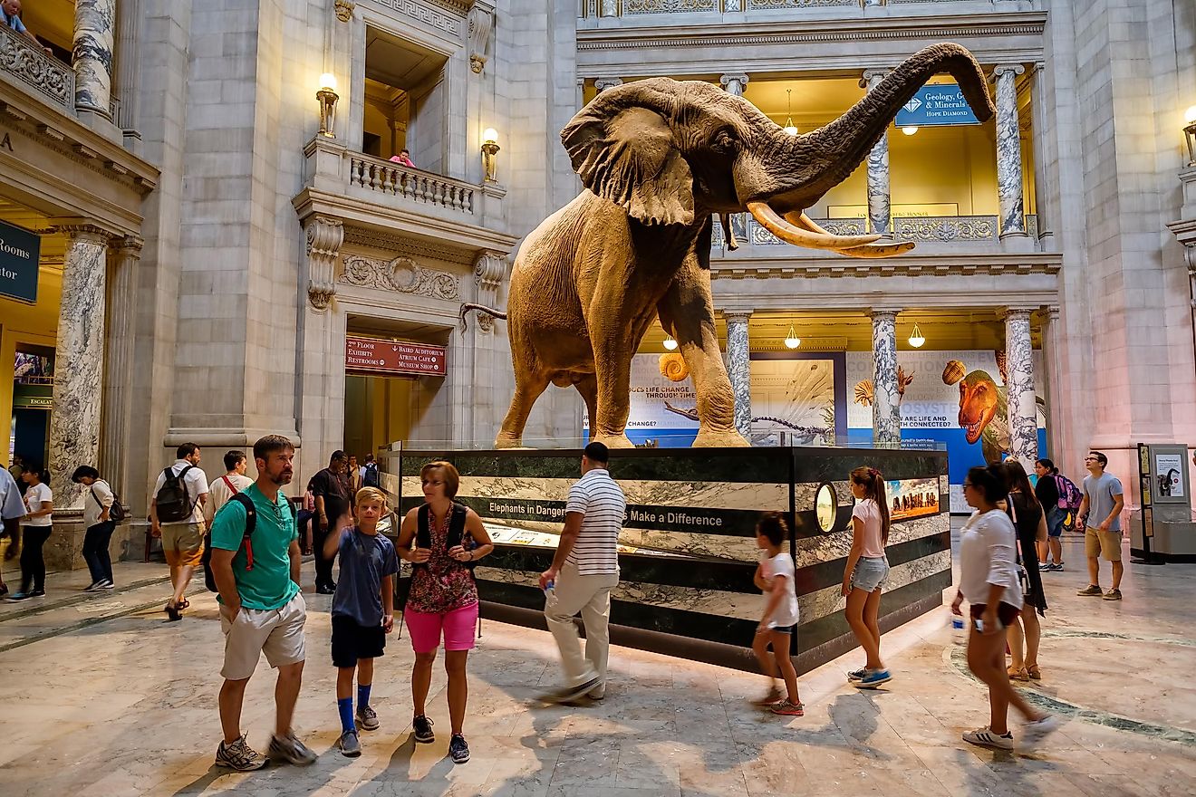 The Main Hall of the Smithsonian National Museum of Natural History. Credit: Kamira / Shutterstock.com
