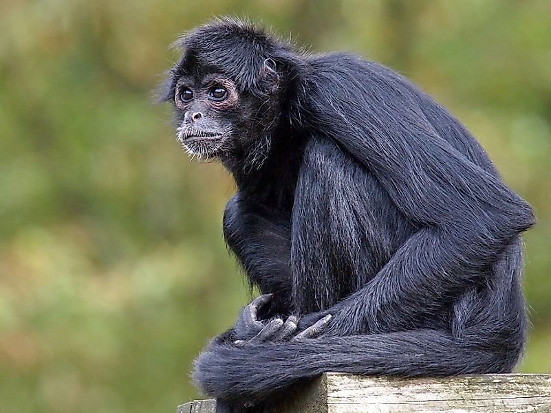 The Critically Endangered Black-Headed Spider Monkey.