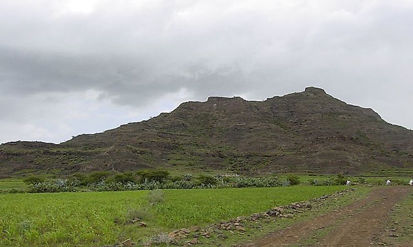 Teff field at the base of a small hill in the Eritrean Highlands.