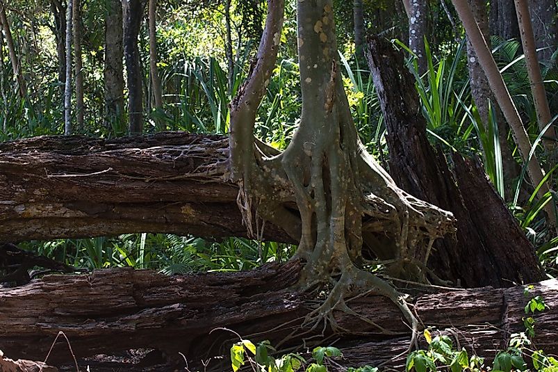 Ficus growing in the dense Andaman wilderness.