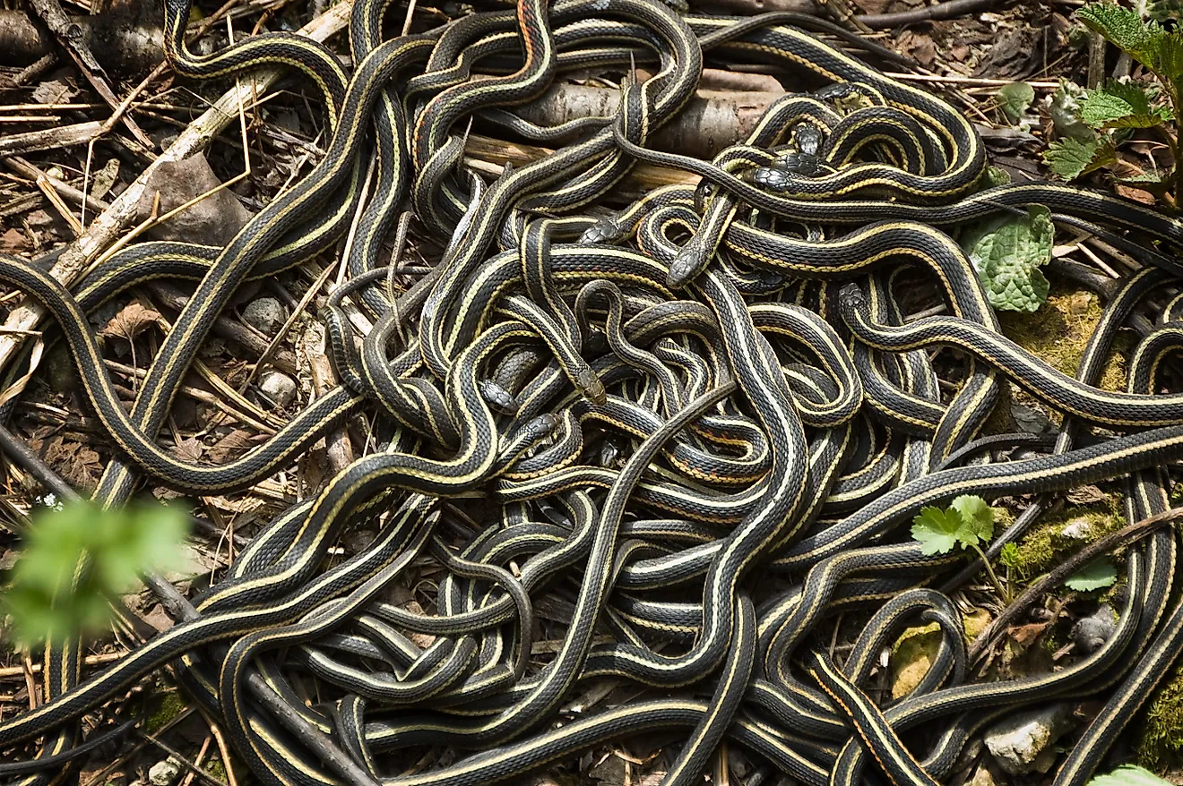 A swarm of red-sided garter snakes (thamnophis sirtalis parietalis)