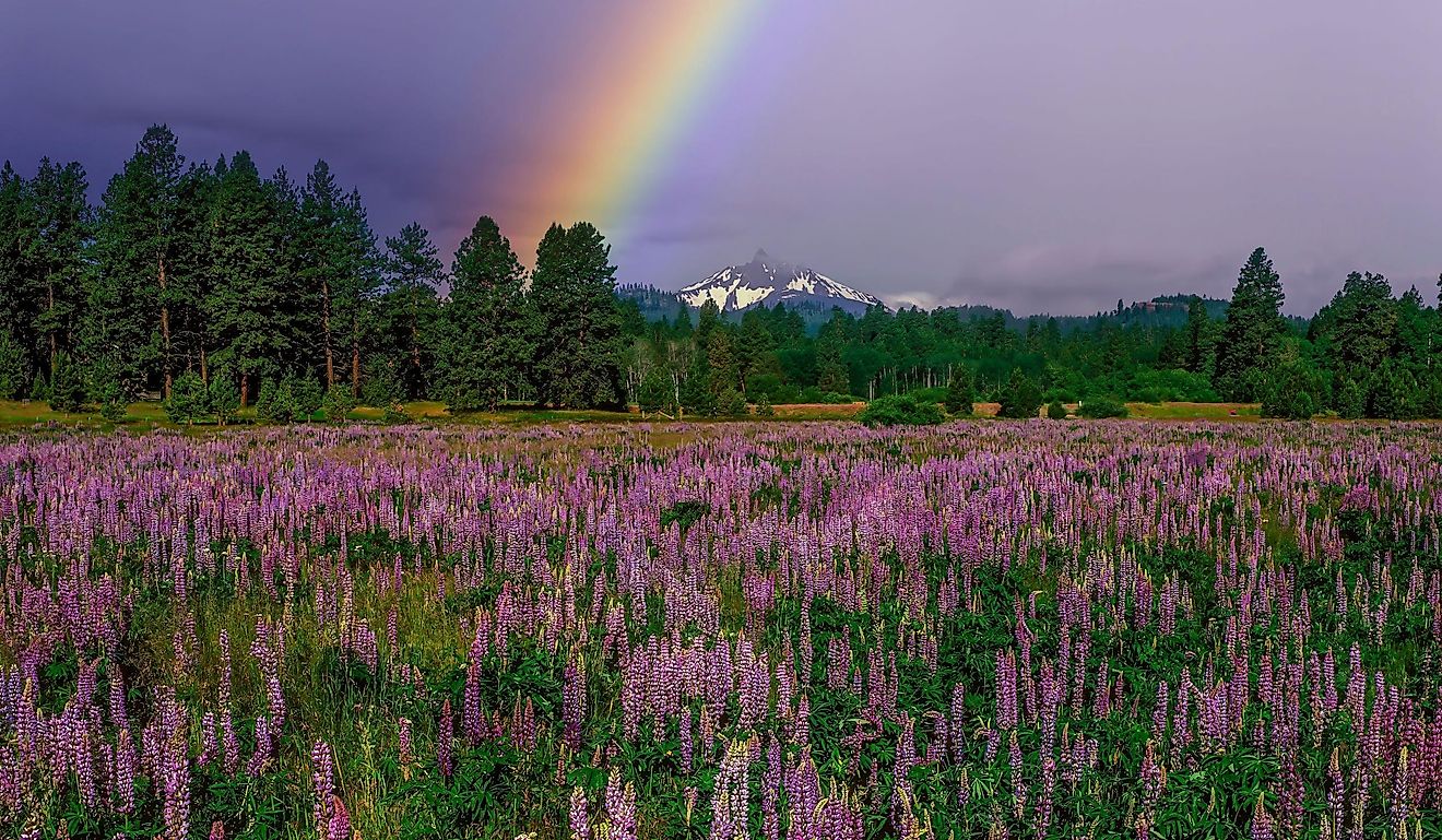 A field of lupine flowers in the spring season with Mt. Washington in the background near Sisters, Oregon.