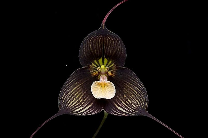A specimen of Little Dragon Orchid.