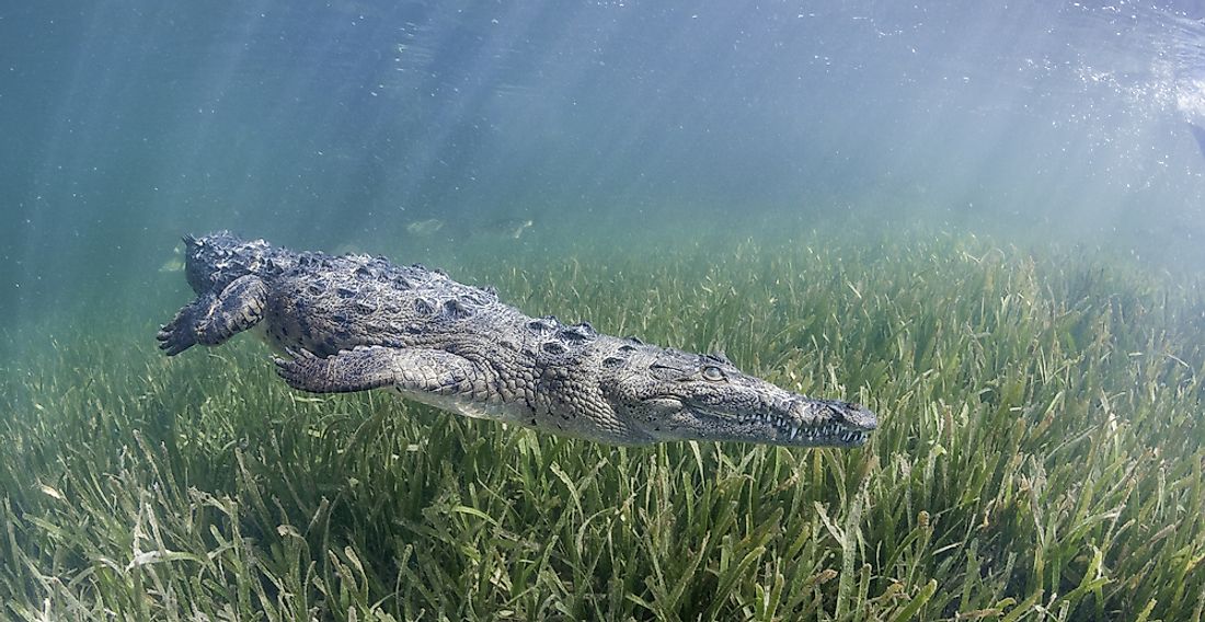 The critically endangered Cuban crocodile is found only in Cuba.