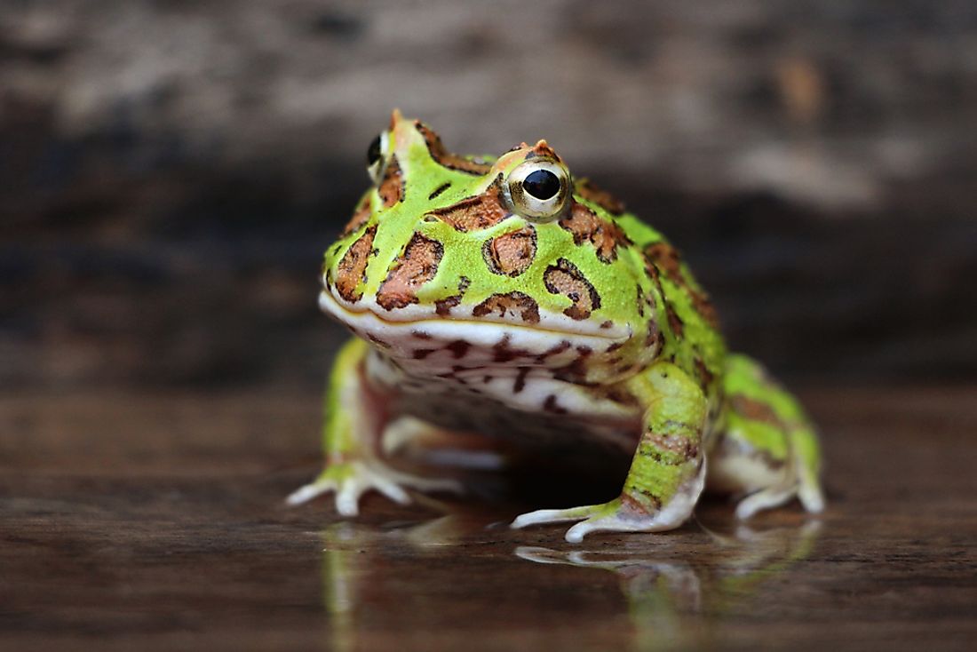 An Argentine horned frog. 