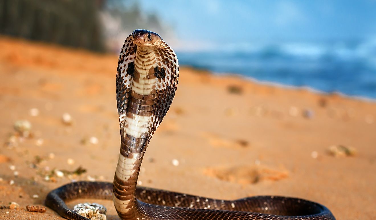 King cobra on the beach sand.