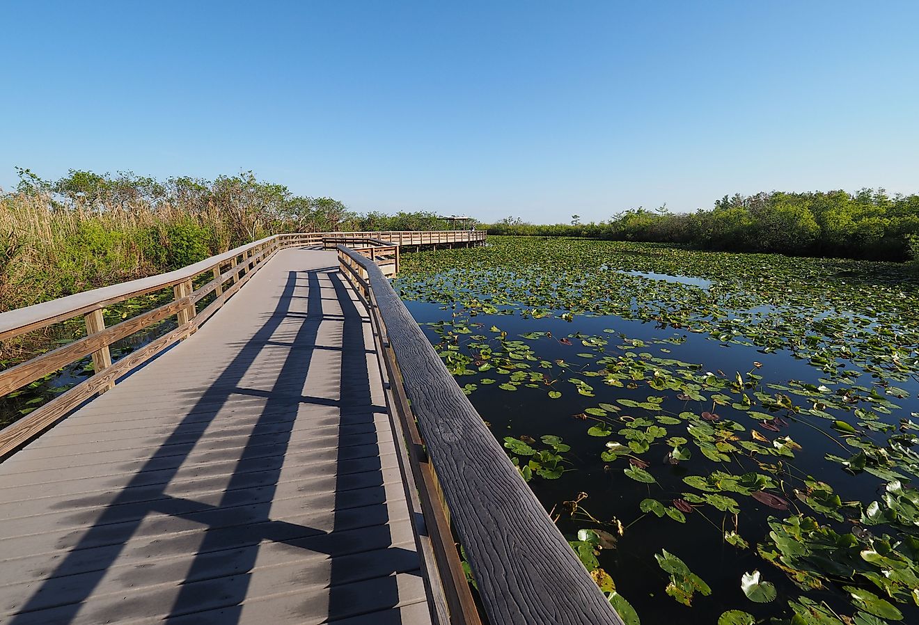 Anhinga Trail boardwalk over pond covered with water lilies in Everglades National Park, Florida.
