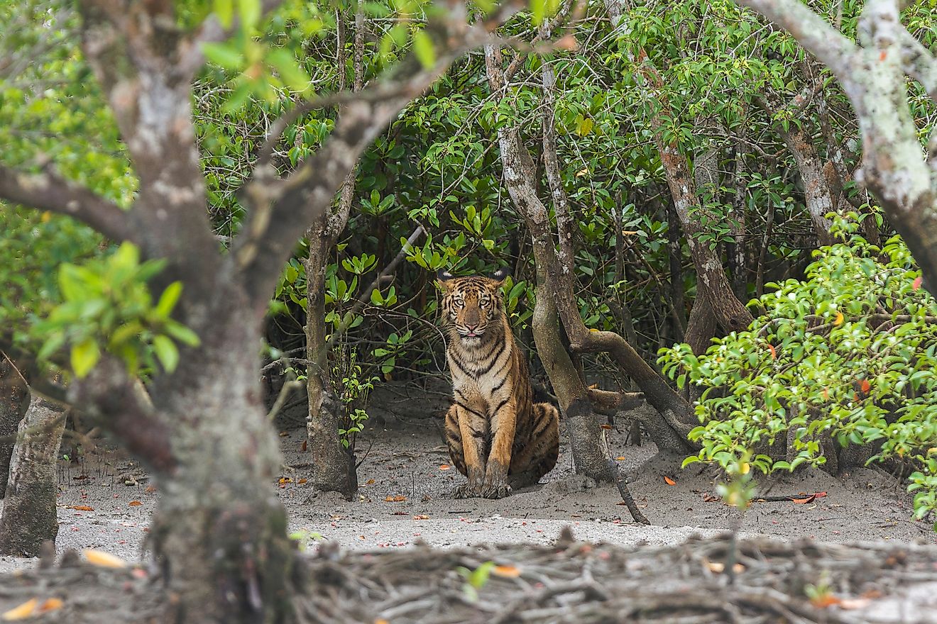 Young male Bengal Tiger sitting on the forest edge at Sundarban Tiger Reserve, West Bengal, India. Sundarbans is the world's largest mangrove forest. Image credit: Soumyajit Nandy
