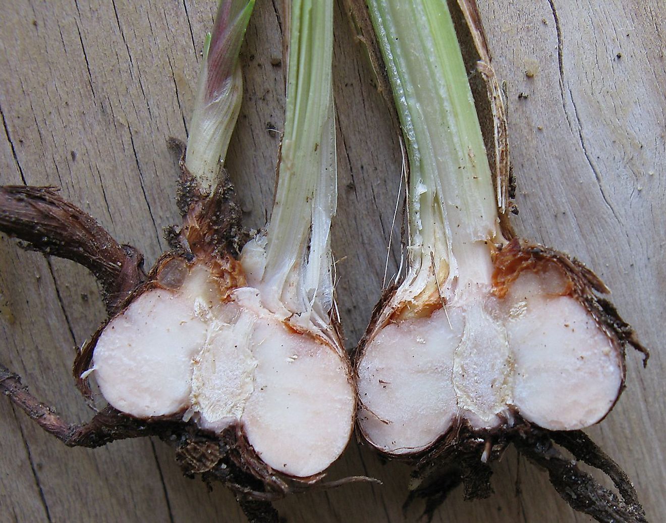 New corm growing from bud, tunic and leaves of Crocosmia. Image credit: JonRichfield/Wikimedia.org