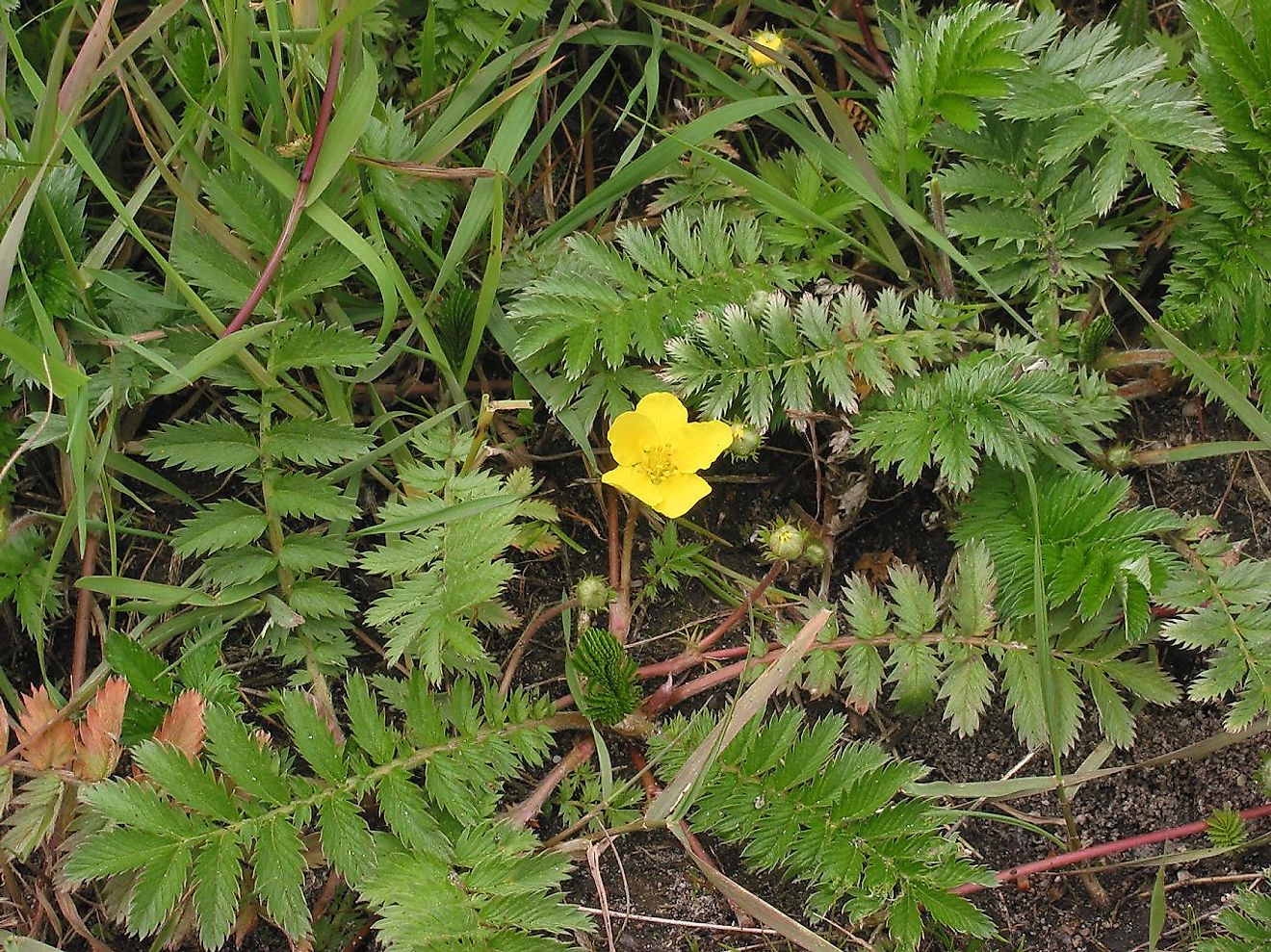 Common Silverweed (Argentina anserina) picture showing red stolons. Image credit: Rasbak/Wikimedia.org
