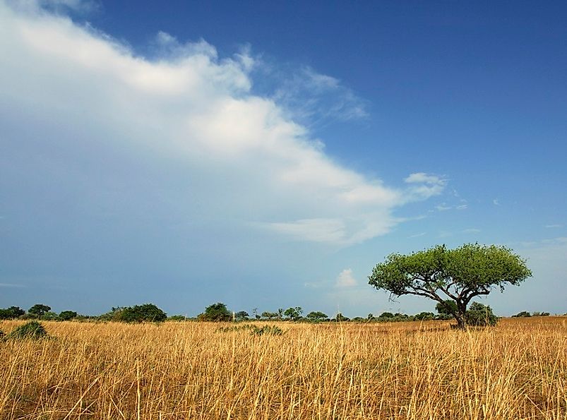 Cameroonian grasslands in the Adamawa Plateau region.